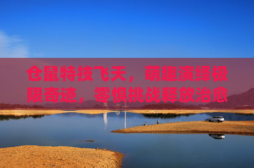 仓鼠特技飞天，萌趣演绎极限奇迹，零惧挑战释放治愈力量,仓鼠飞鼠金丝熊